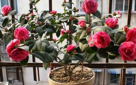 茶花花期养护方法 开花期间养殖要点