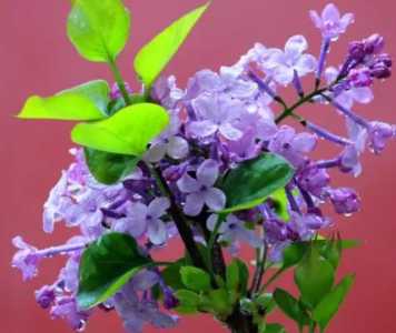 刚买的丁香花怎么养护