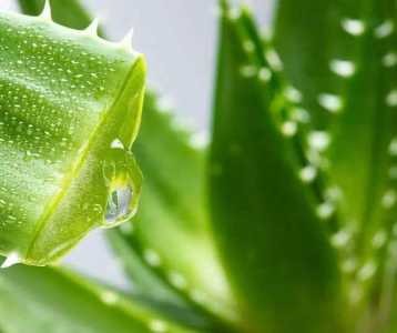 茶叶水可以浇芦荟吗