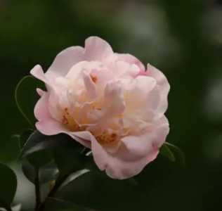 酸奶能浇茶花嘛