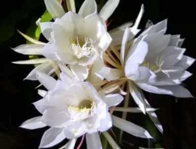 昙花开花后怎么修剪