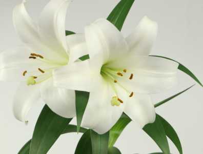 百合花谢后怎么处理 花谢后养护方法