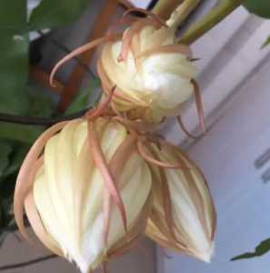 昙花花谢后怎么处理 花谢后养护方法