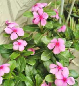 长春花花谢后怎么处理 花谢后养护方法
