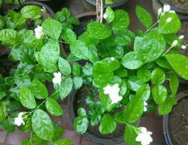 淘米水可以浇茉莉花吗 浇淘米水正确方法