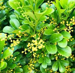 米兰花可以插枝吗