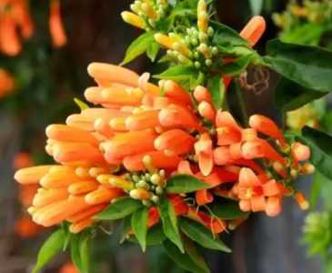 炮仗花可以插枝吗