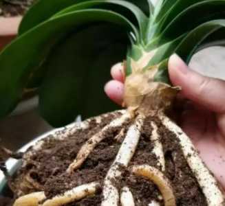 君子兰怎么修根 上盆换盆前的修根方法