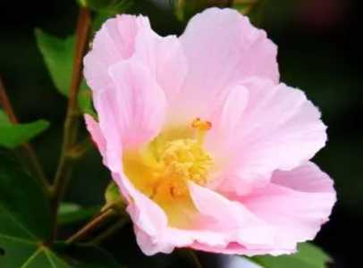 芙蓉花怎么养才能开花多