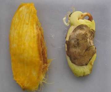 芒果籽能种吗 什么时候种最好