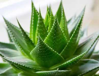 芦荟浇什么水好 长得更旺盛