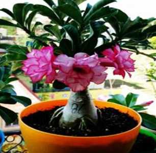 沙漠玫瑰花谢后怎么处理 花谢后养护方法