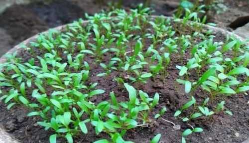 菠菜种子怎么催芽 快速催芽方法