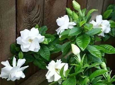 栀子花可以浇醋吗 用醋水浇的正确方法