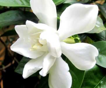 栀子花浇水的正确方法是什么
