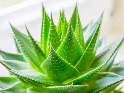 芦荟喜水吗