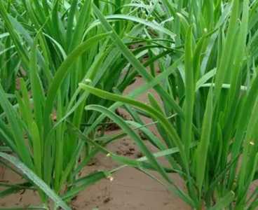 韭菜种子怎么种植 种植时间与方法全过程