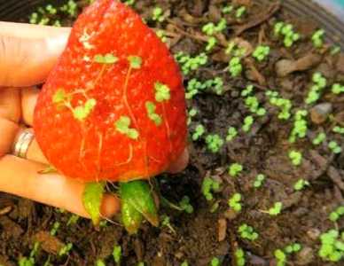 草莓种子怎么种植 种植时间与方法全过程