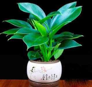 金钻喜阴还是喜阳光的植物 可以晒太阳吗