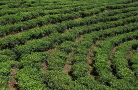 种植茶叶赚钱吗 种植成本利润及前景分析