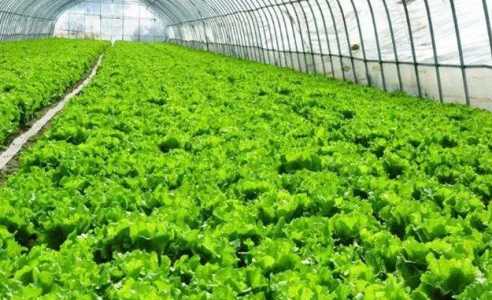 种植疏菜赚钱吗 种植成本利润及前景分析