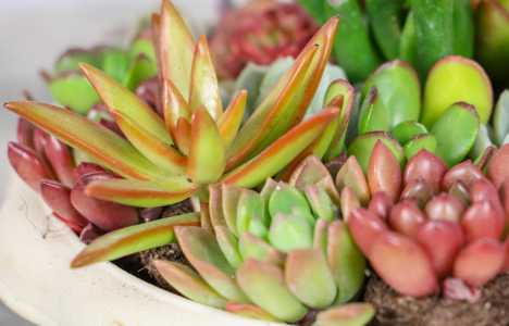 多肉植物喜欢阳光吗 喜阳还是喜阴