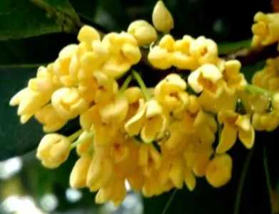 桂花底肥放什么肥好