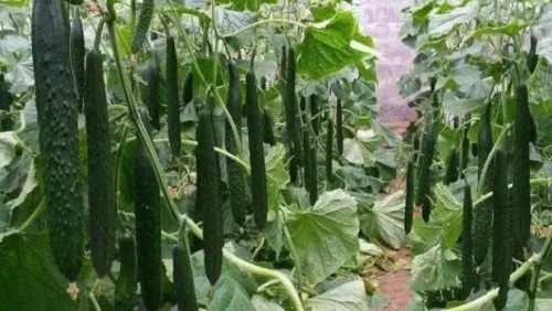 黄瓜的种植方法和时间