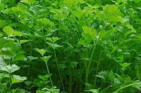 香菜的种植方法和时间