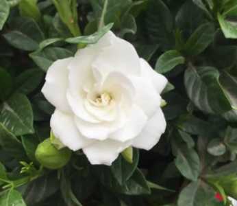 栀子花喜光吗 喜阴还是喜欢阳光