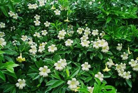 非洲茉莉浇什么水好 长得更旺盛