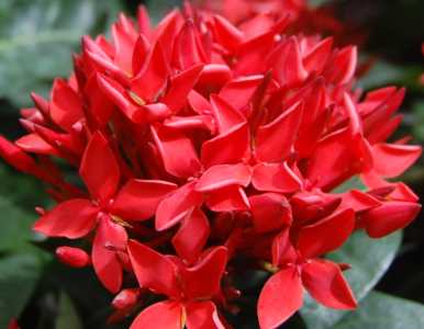 龙船花喜光吗