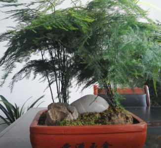 文竹喜水吗 文竹是喜水植物吗