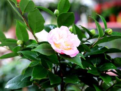 茶花喜水吗 茶花是喜水植物吗
