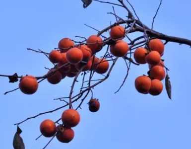 柿子树几年结果实