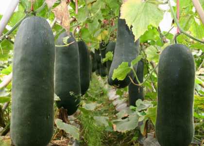 冬瓜种植技术与管理方法 高产栽培技术