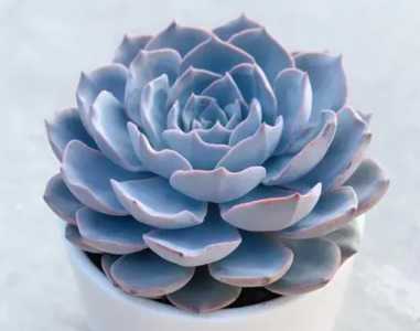蓝石莲老桩怎么养