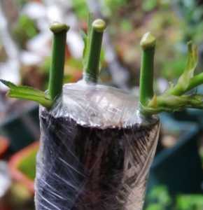 月季嫁接时间和方法