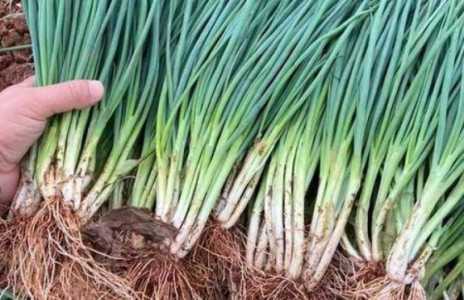 小葱种子怎么种植 种植时间与方法全过程