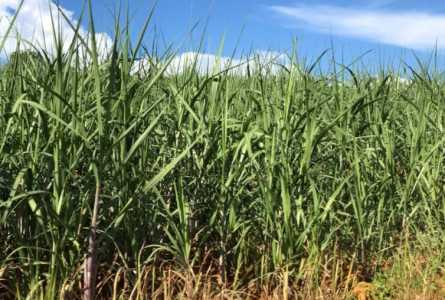 种植甘蔗赚钱吗 种植成本利润及前景分析