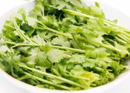 香菜生长温度是多少