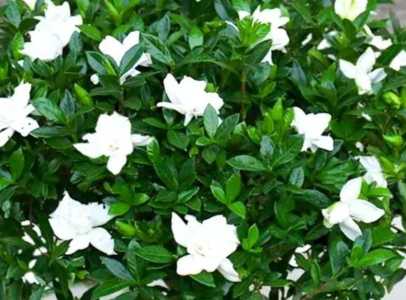 栀子花喜欢阳光吗 喜阳还是喜阴