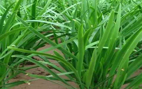 韭菜的种植方法和时间