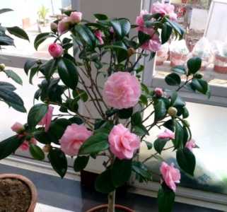茶花怎么养家庭养法 茶花家里养殖方法