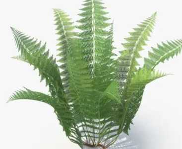 植物换土时间和方法是什么