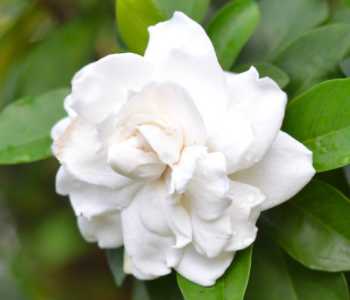 栀子花换土时间和方法是什么