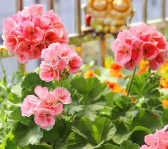 北方窗台适合养什么花