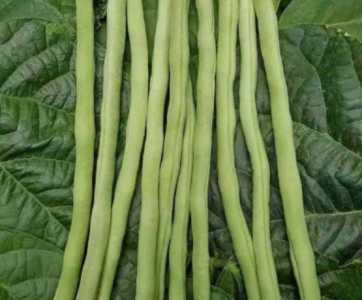 种豆角用什么肥料好