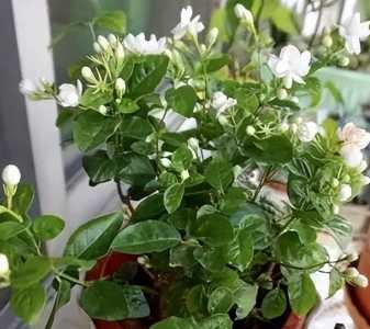 茉莉花能晒太阳吗 可以放在阳光下晒吗