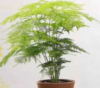 文竹能晒太阳吗 可以放在阳光下晒吗
